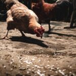 chickens