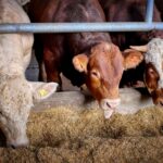 cows