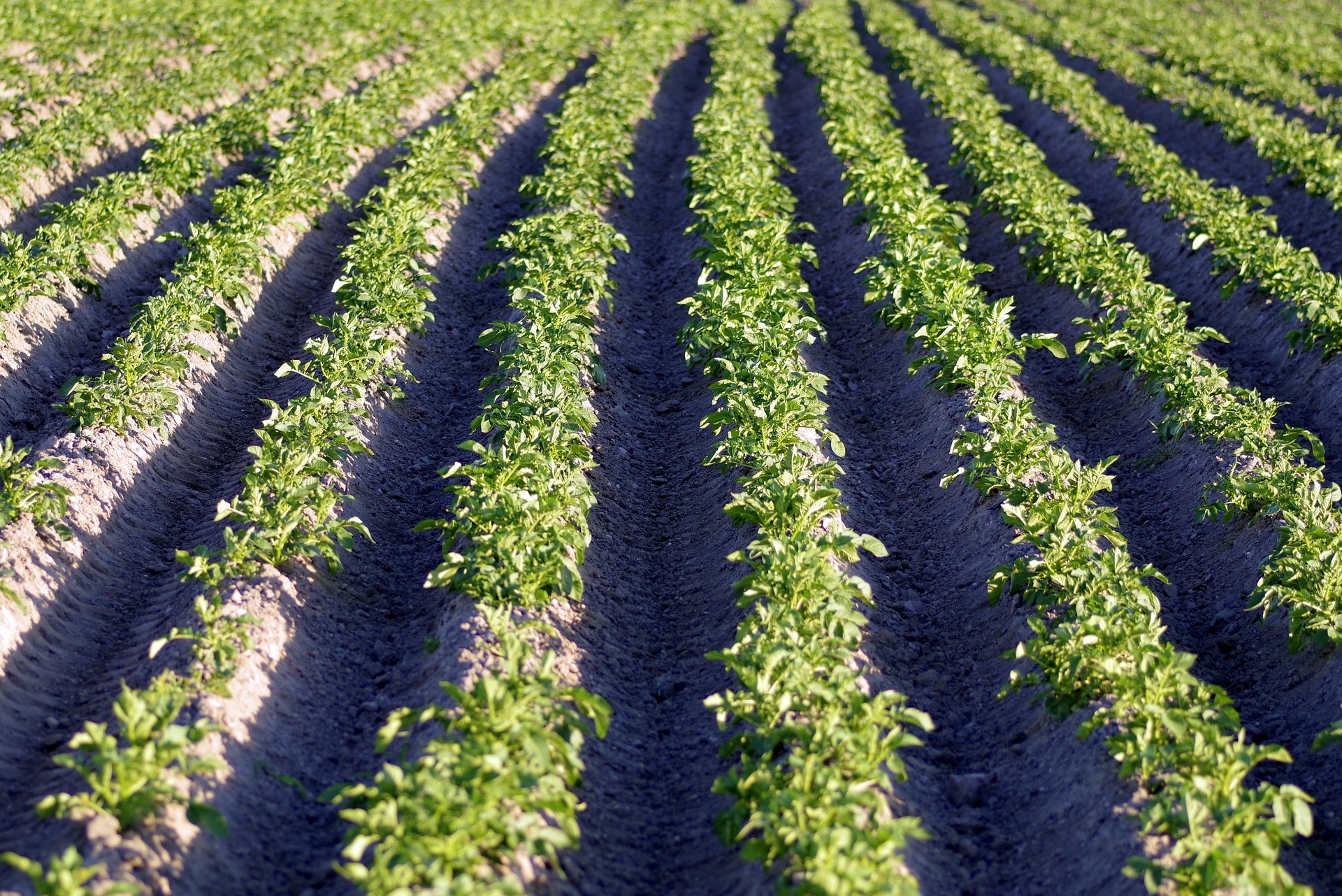 PFAS_potato field