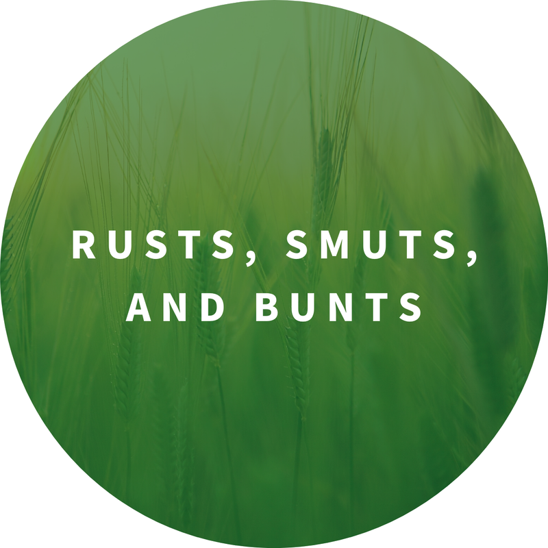 rusts-smuts-and-bunts-spro-letter-button
